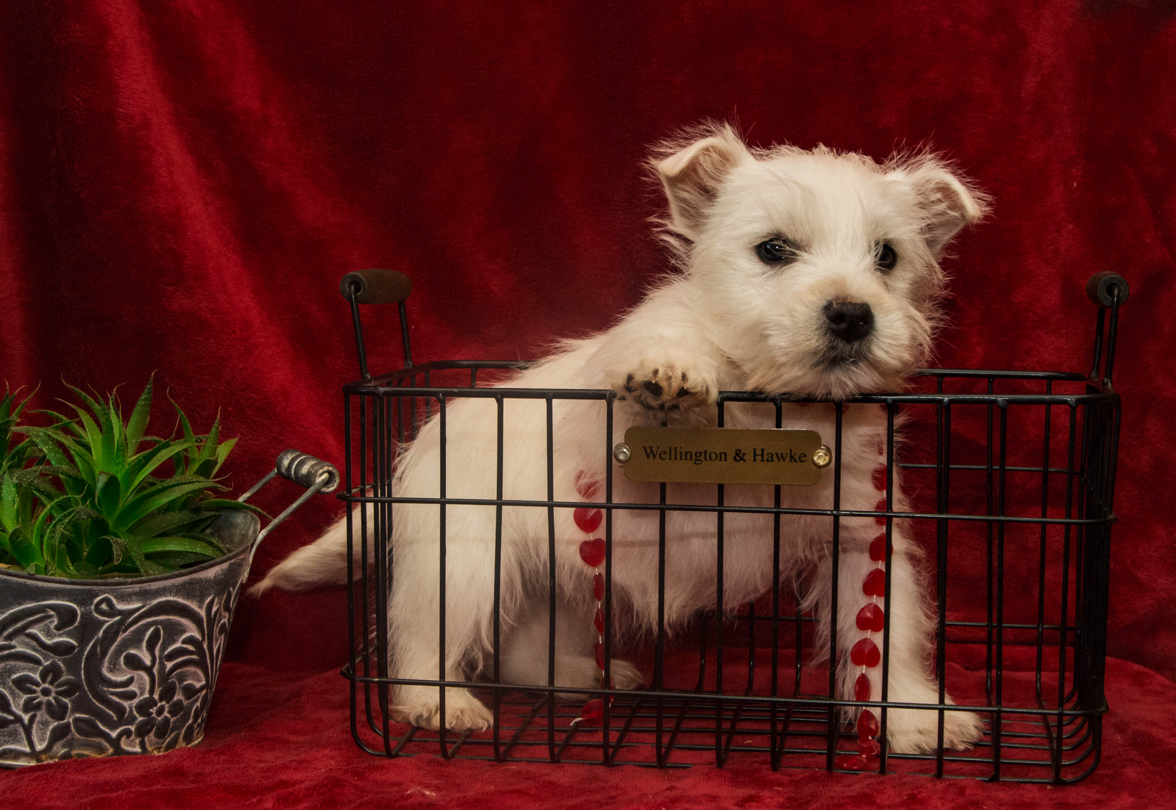 puppy, for, sale, West Highland White Terrier, Amos B. King, dog, breeder, Romney, WV, dog-breeder, puppy-for-sale, forsale, nearby, find, puppyfind, locator, puppylocator, aca